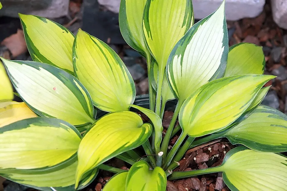 Árnyékliliom / Hosta 'June'