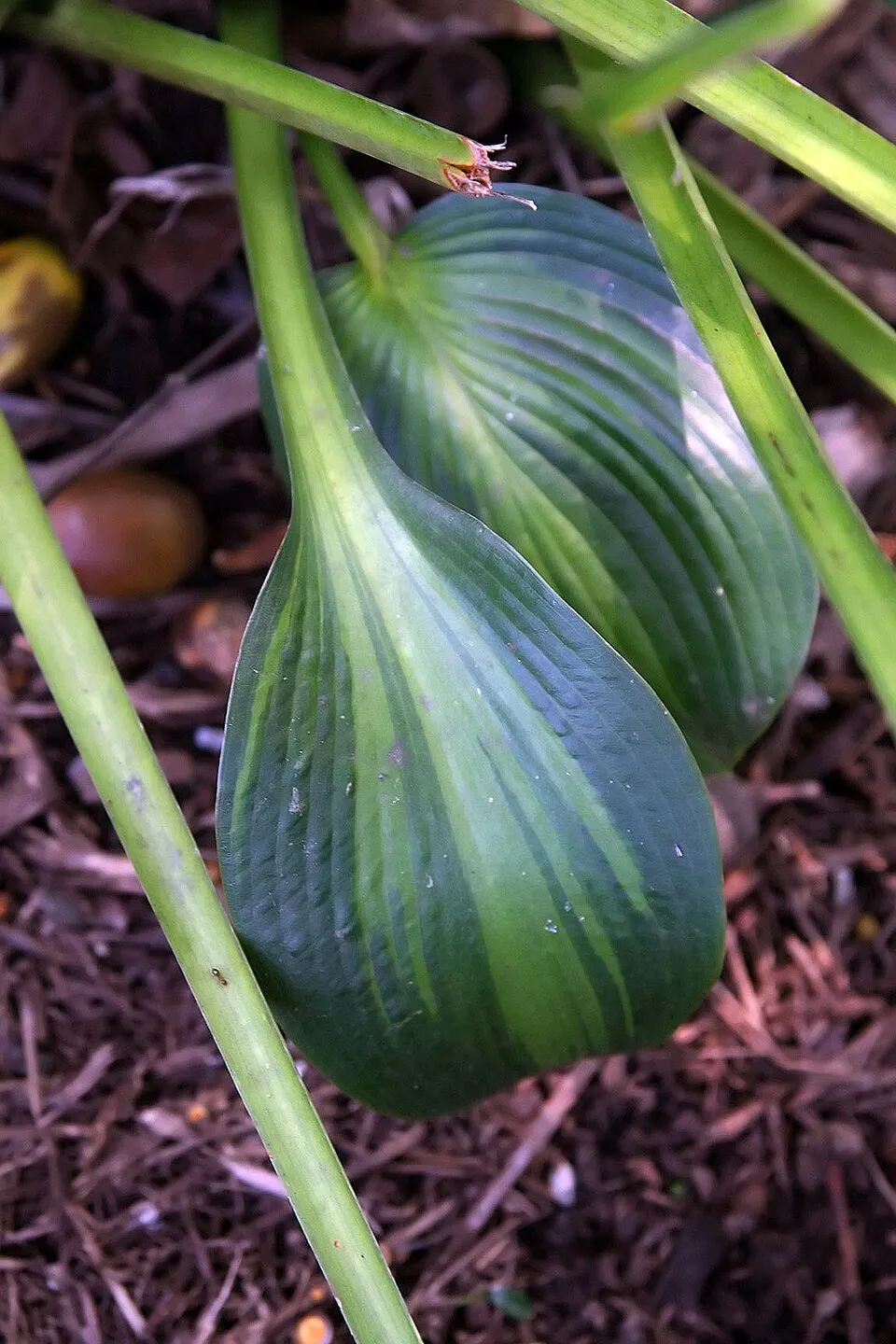 Árnyékliliom / Hosta 'June'