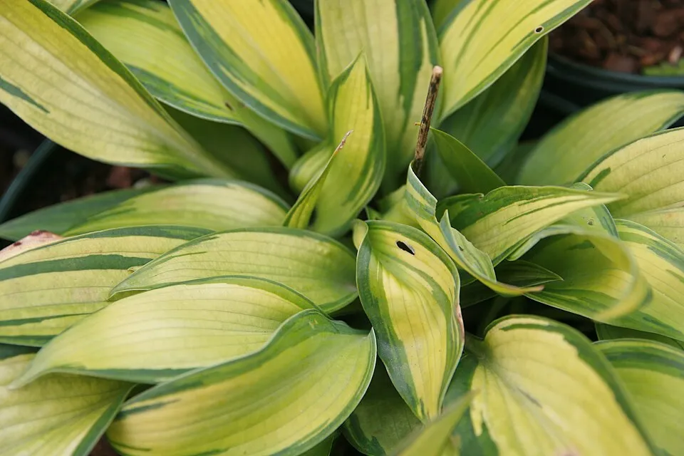 Árnyékliliom / Hosta 'June'