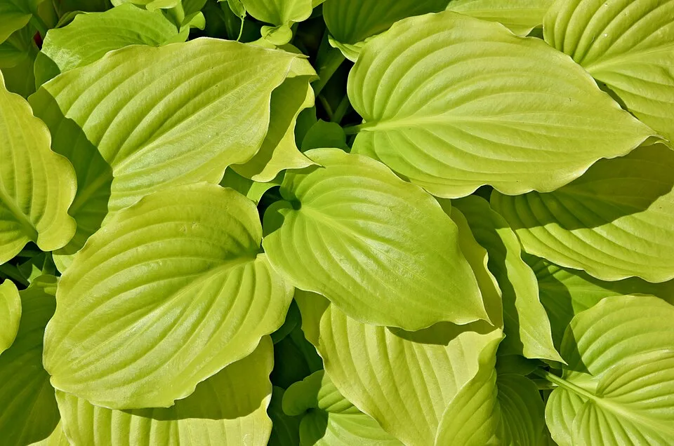 Árnyékliliom / Hosta 'June'
