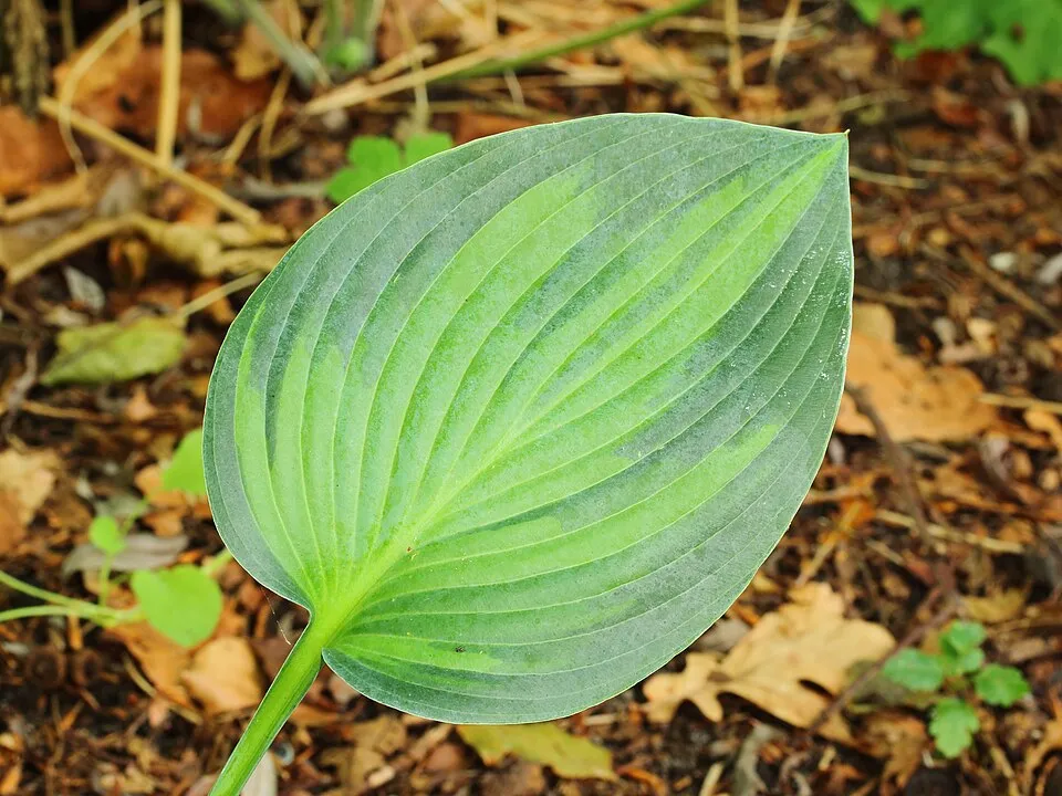 Árnyékliliom / Hosta 'June'