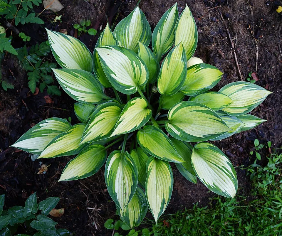 Árnyékliliom / Hosta 'June'