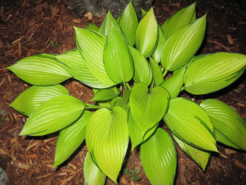 Árnyékliliom / Hosta 'June'