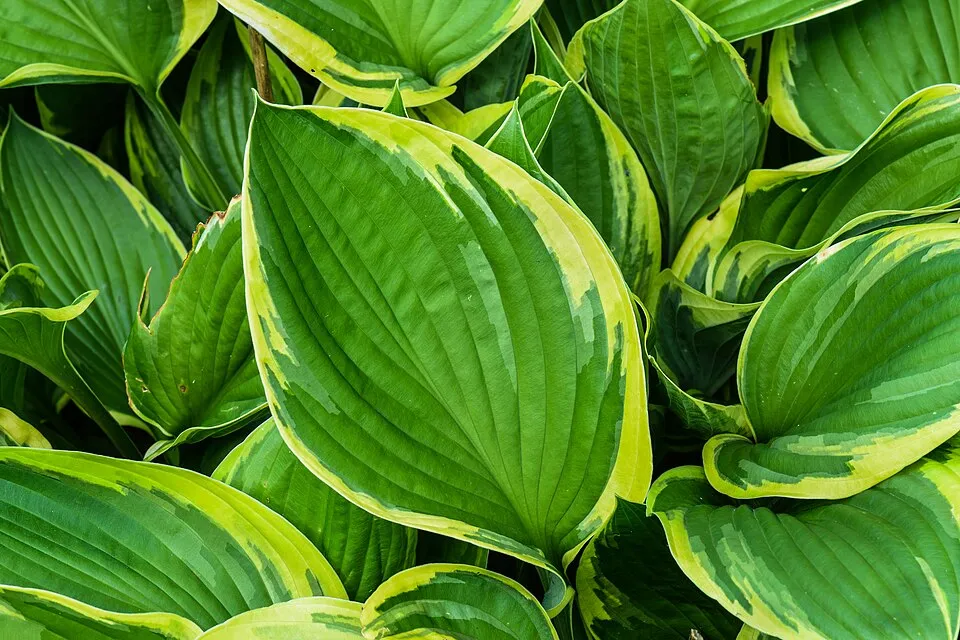 Árnyékliliom / Hosta 'June'