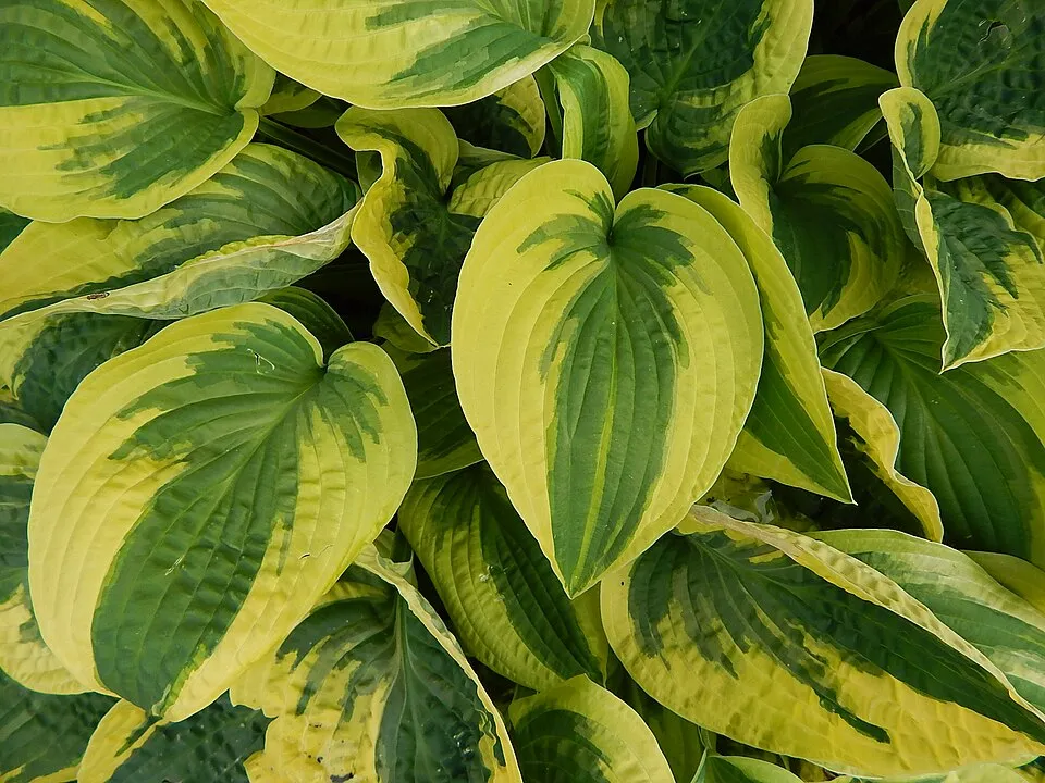 Árnyékliliom / Hosta 'June'