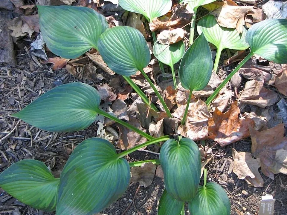 Árnyékliliom / Hosta 'June'