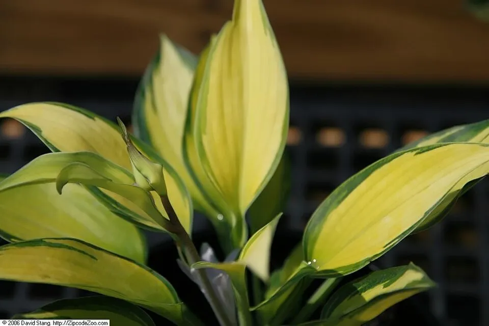 Árnyékliliom / Hosta 'June'