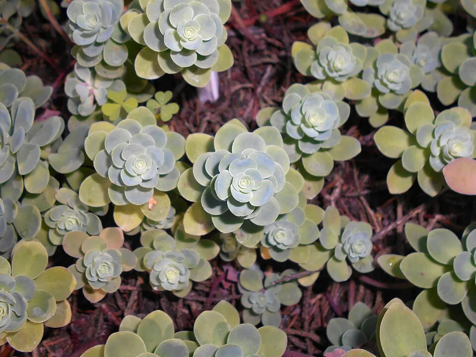 Varjúháj / Hylotelephium (syn. Sedum) 'Back in Black'