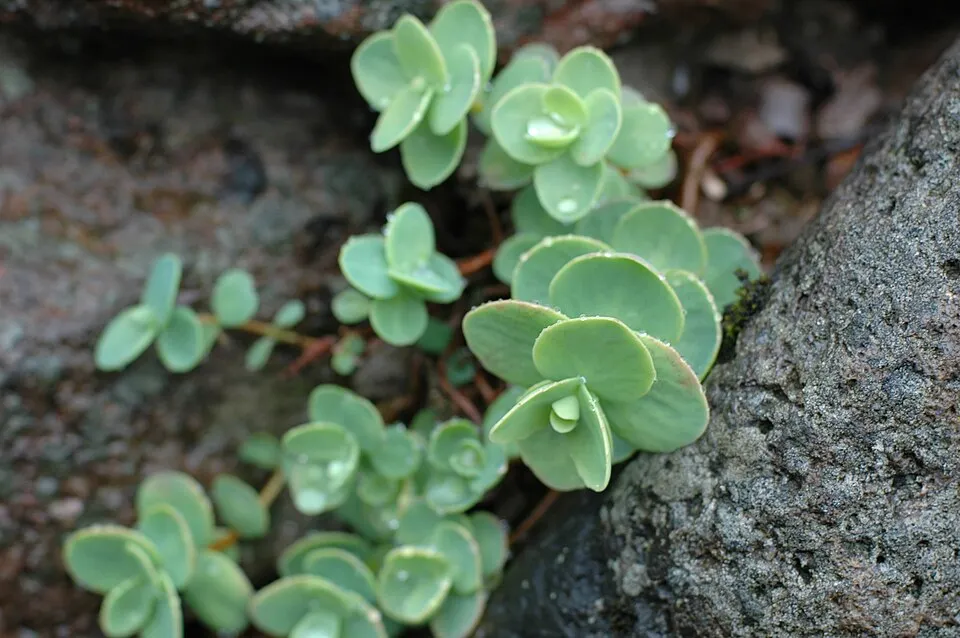 Varjúháj / Hylotelephium (syn. Sedum) 'Back in Black'