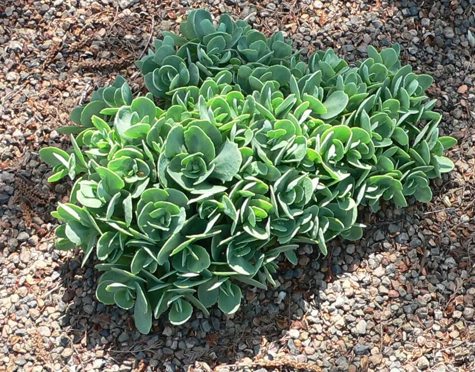 Varjúháj / Hylotelephium (syn. Sedum) 'Conga Line'