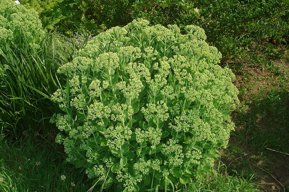Varjúháj / Hylotelephium (syn. Sedum) 'Conga Line'