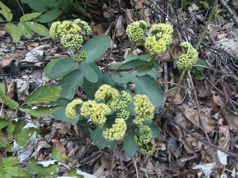 Varjúháj / Hylotelephium (syn. Sedum) CENSATION 'Honey Gold'