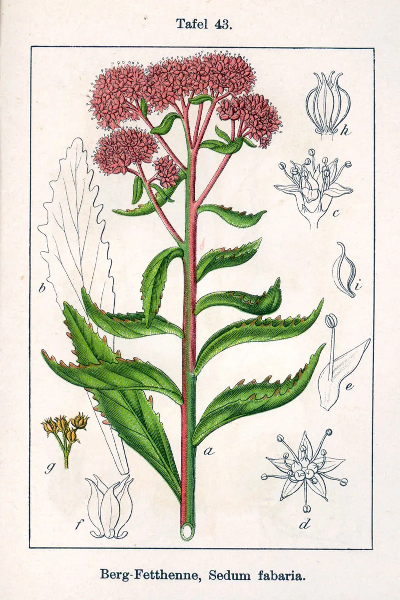 Varjúháj / Hylotelephium (syn. Sedum) 'Rosette'