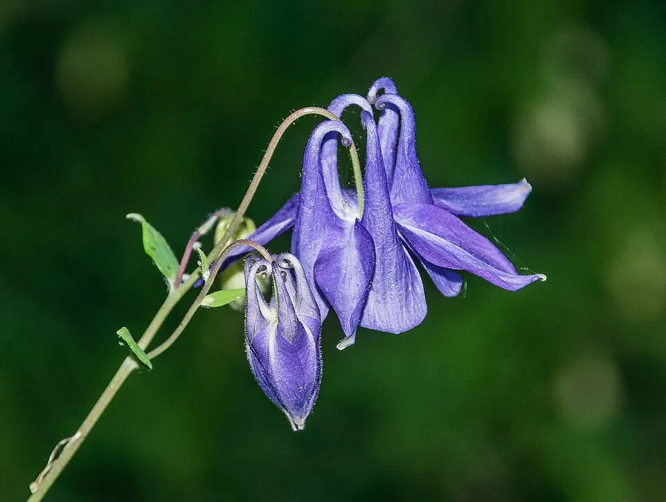 Réti harangláb / Aquilegia vulgaris 'White Barlow'