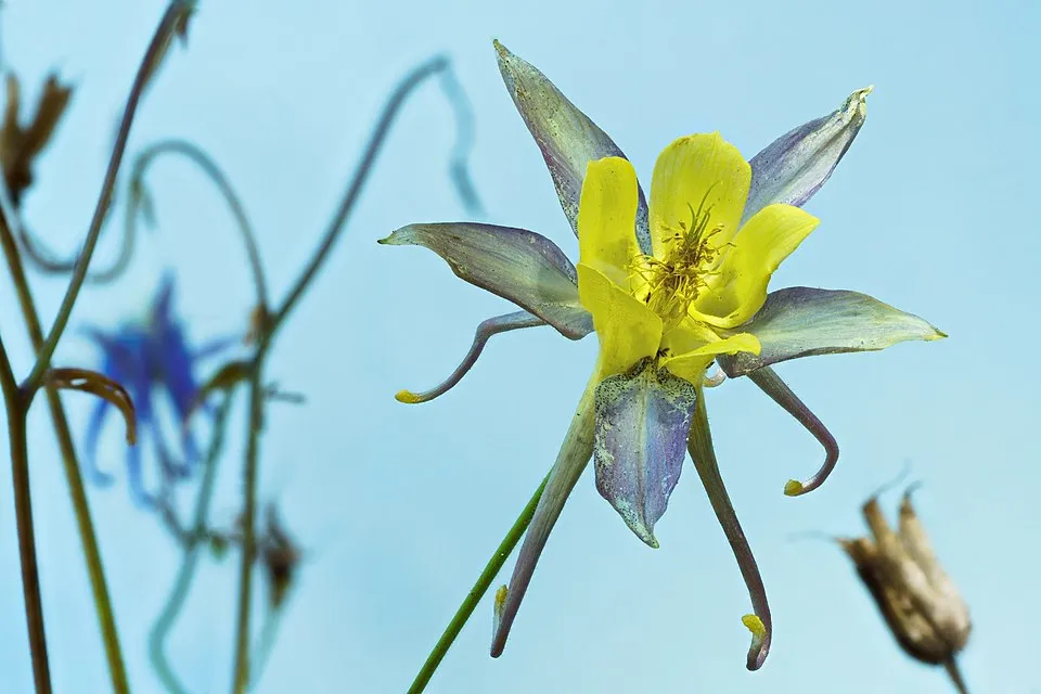 Réti harangláb / Aquilegia vulgaris 'White Barlow'
