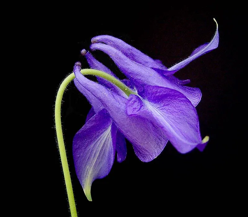 Réti harangláb / Aquilegia vulgaris 'White Barlow'