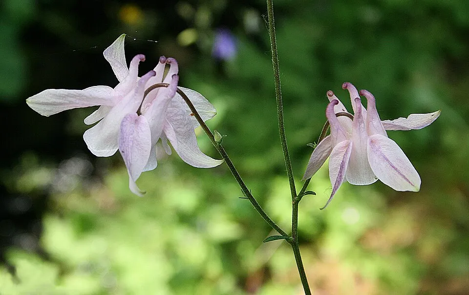 Réti harangláb / Aquilegia vulgaris 'White Barlow'