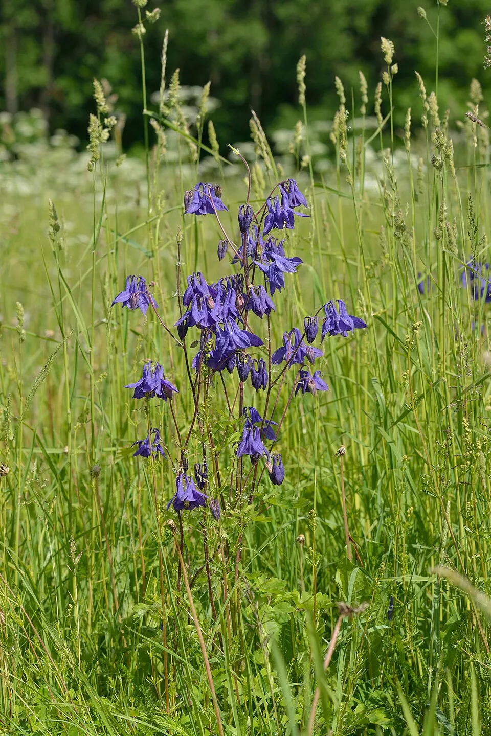 Réti harangláb / Aquilegia vulgaris 'White Barlow'