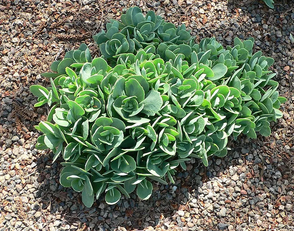 Varjúháj / Hylotelephium (syn. Sedum) 'Touchdown Teak'