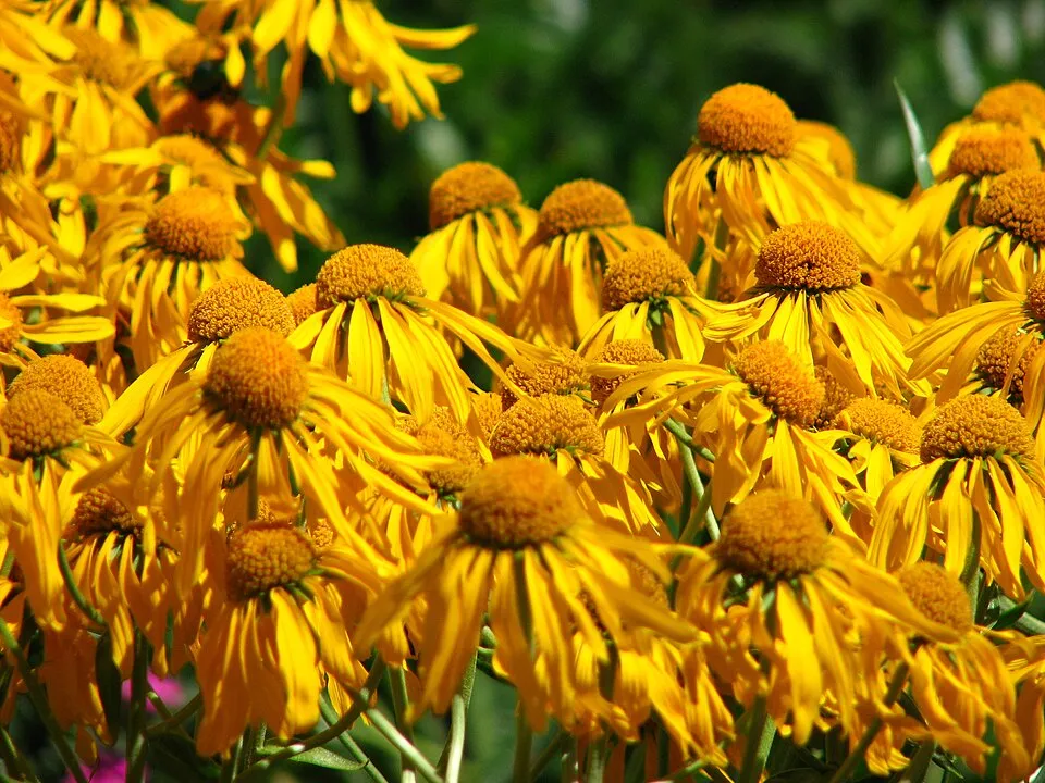 Kopasz napfényvirág / Hymenoxys (syn. Helenium) hoopesii