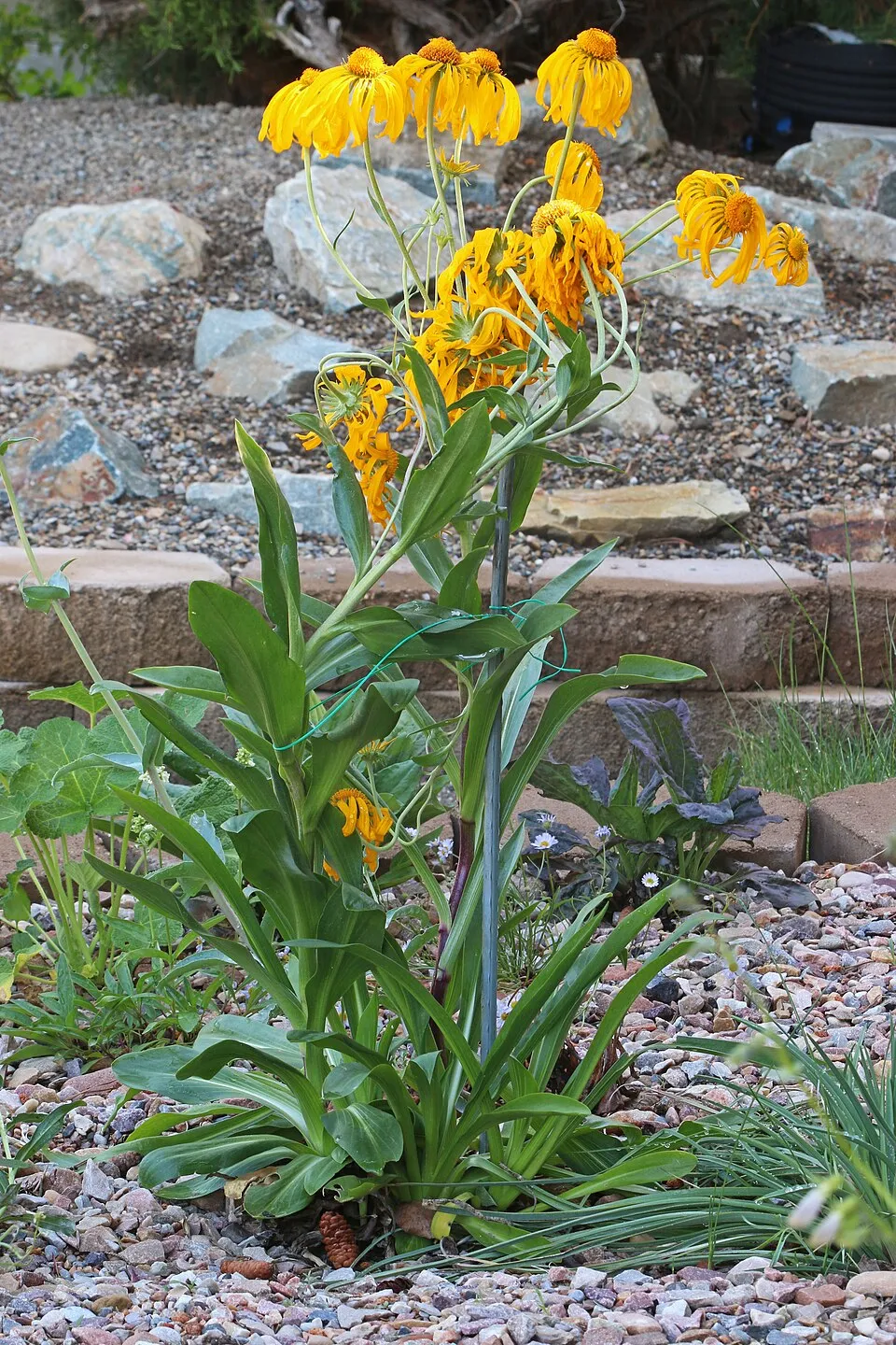 Kopasz napfényvirág / Hymenoxys (syn. Helenium) hoopesii