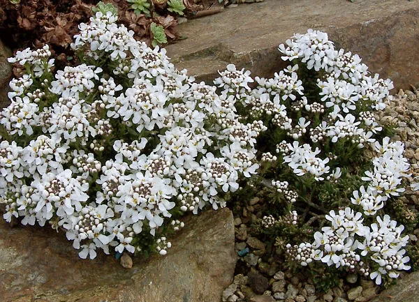 Korai tatárvirág / Iberis saxatilis