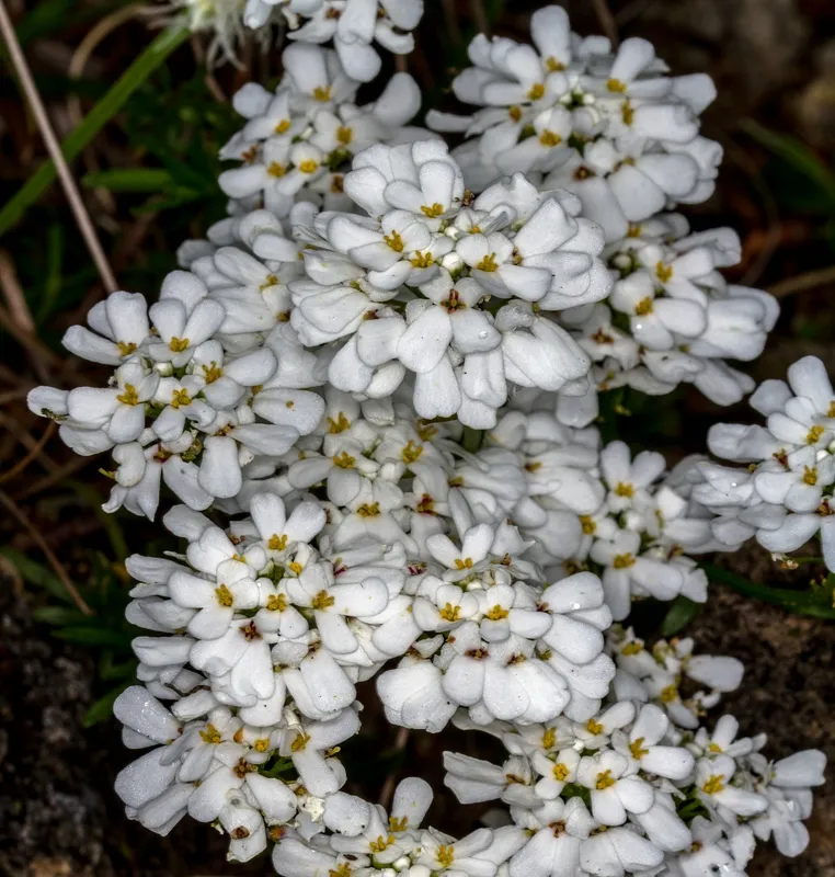 Korai tatárvirág / Iberis saxatilis