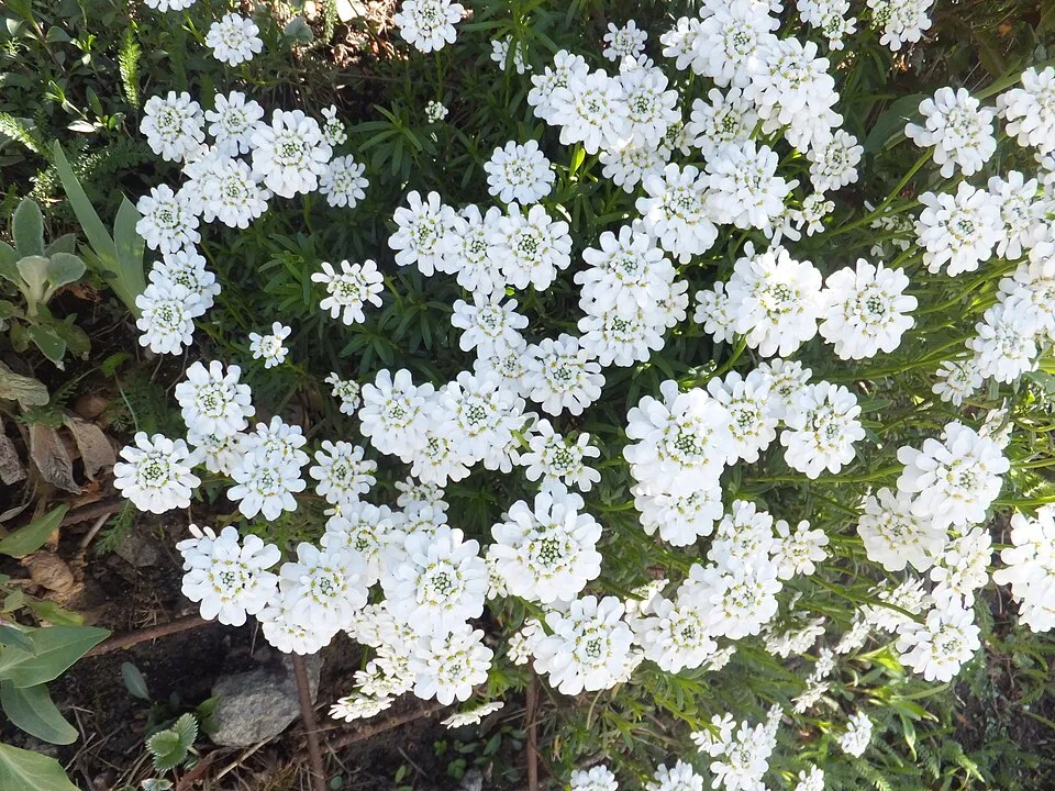 Örökzöld tatárvirág / Iberis sempervirens