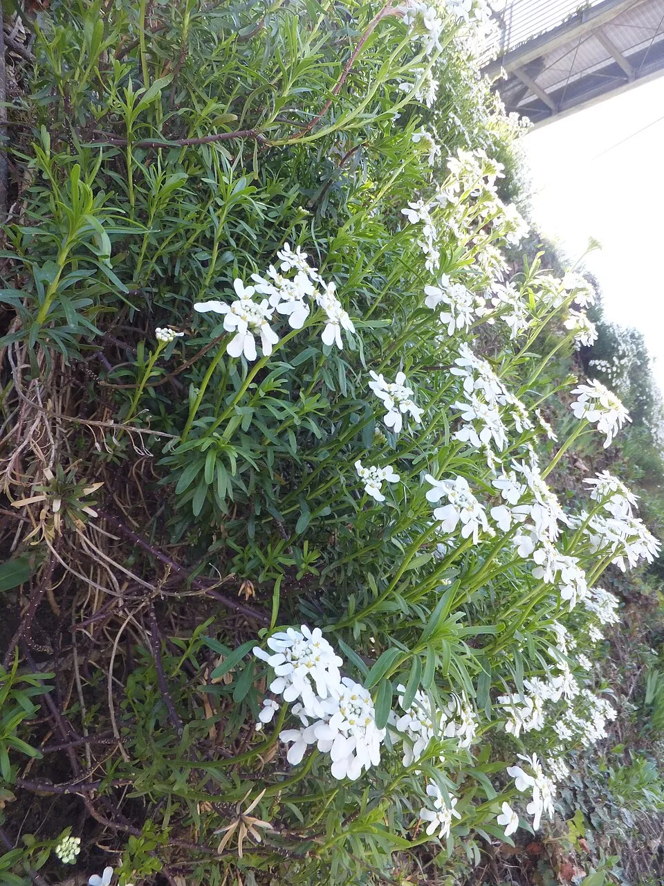 Örökzöld tatárvirág / Iberis sempervirens