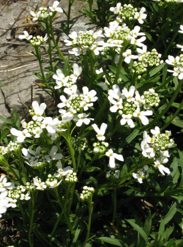 Örökzöld tatárvirág / Iberis sempervirens