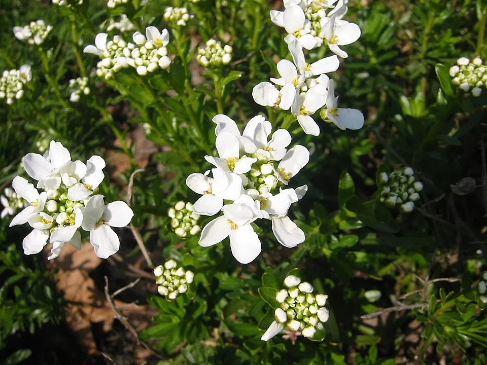 Örökzöld tatárvirág / Iberis sempervirens