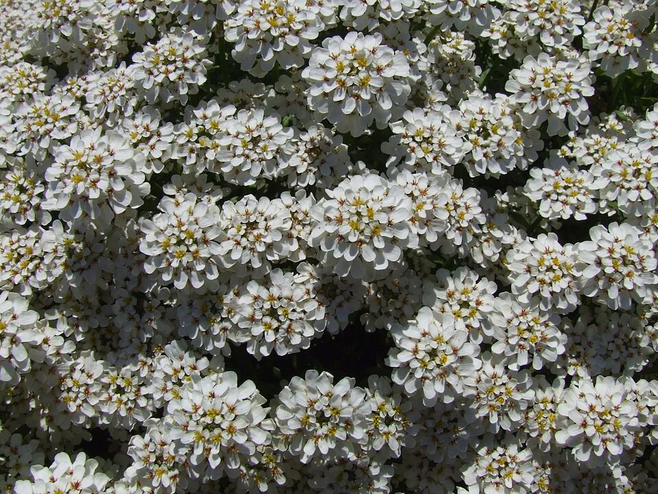 Örökzöld tatárvirág / Iberis sempervirens