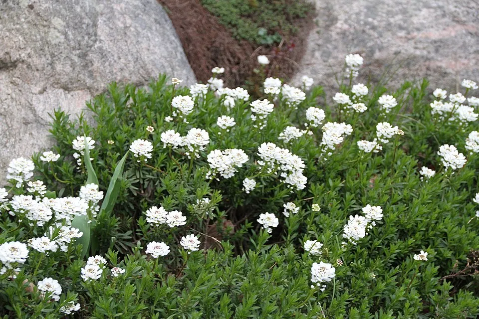 Örökzöld tatárvirág / Iberis sempervirens