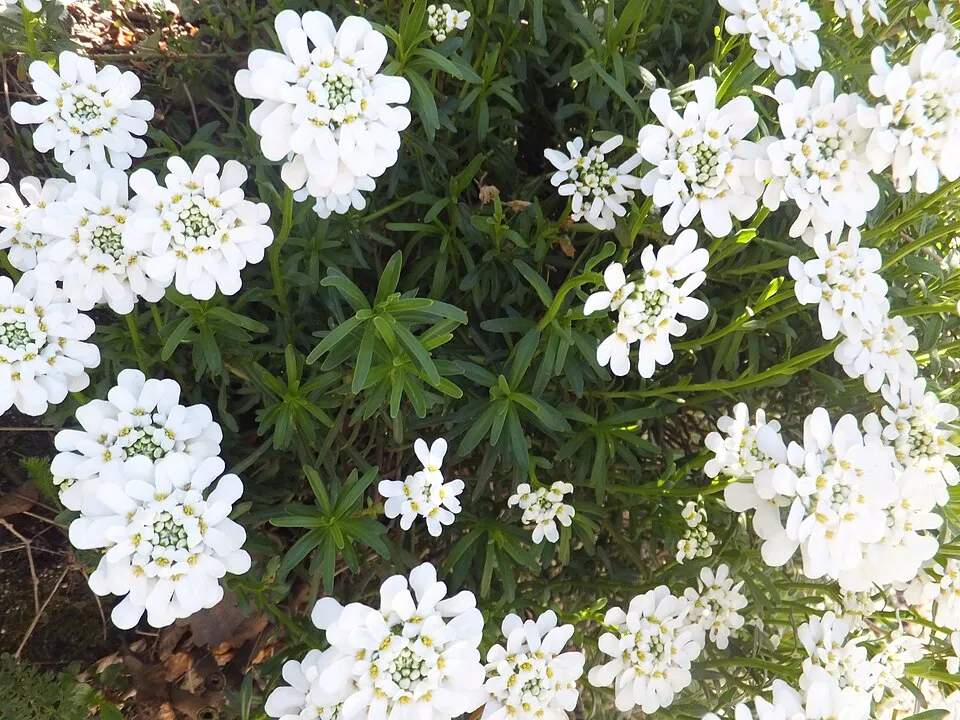 Örökzöld tatárvirág / Iberis sempervirens 'Snowsation'