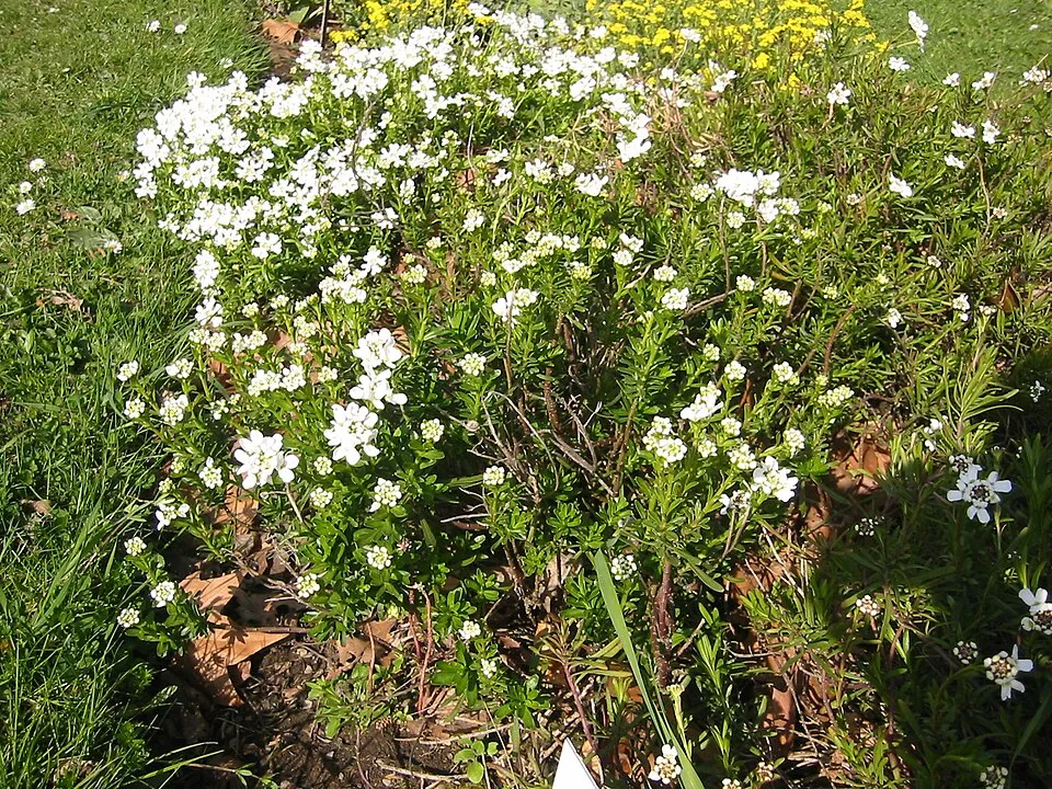 Örökzöld tatárvirág / Iberis sempervirens 'Snowsation'