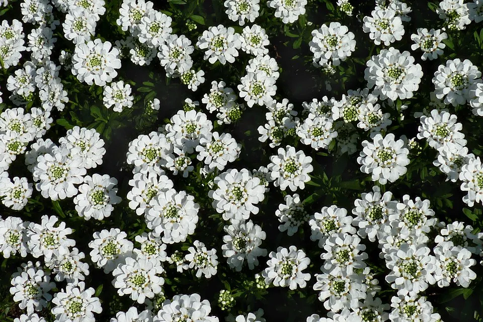 Örökzöld tatárvirág / Iberis sempervirens 'Snowsation'