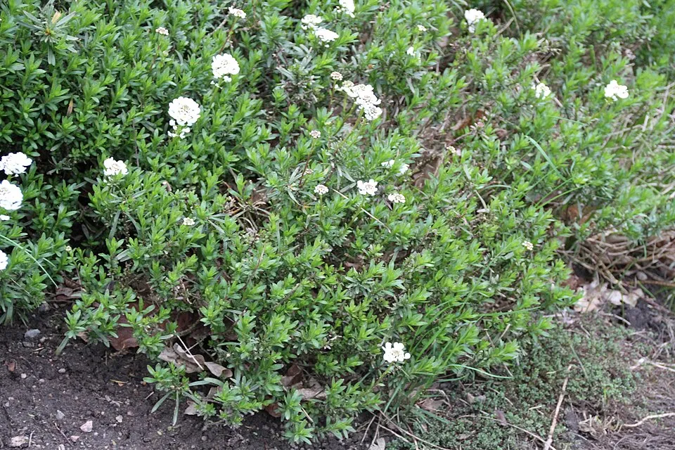 Örökzöld tatárvirág / Iberis sempervirens 'Snowsation'
