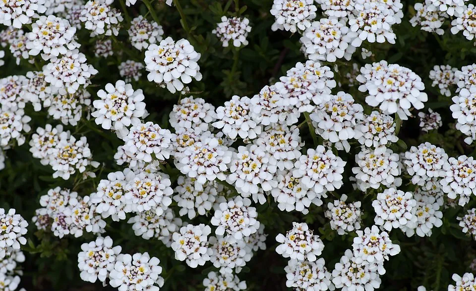 Örökzöld tatárvirág / Iberis sempervirens 'Snowsation'