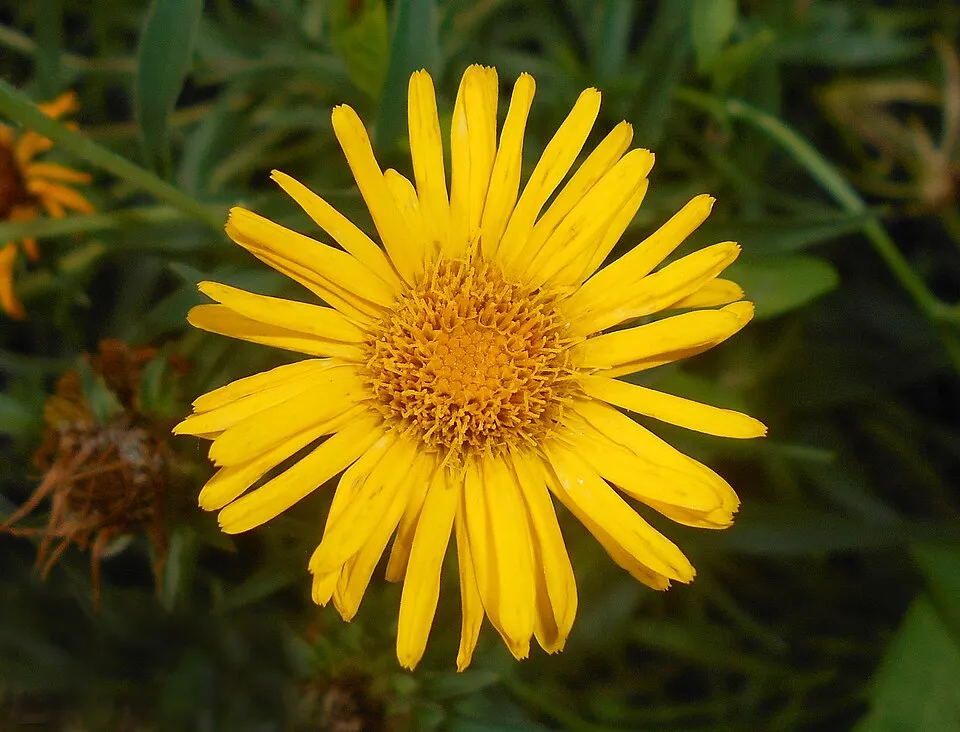 Kardlevelű peremizs / Inula ensifolia