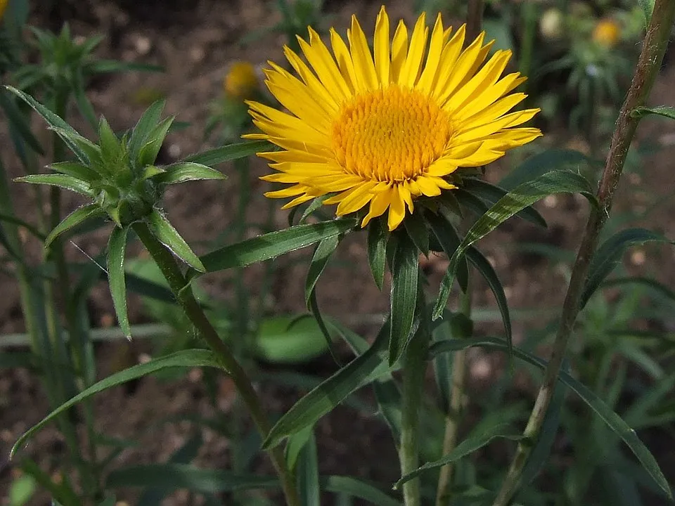 Kardlevelű peremizs / Inula ensifolia