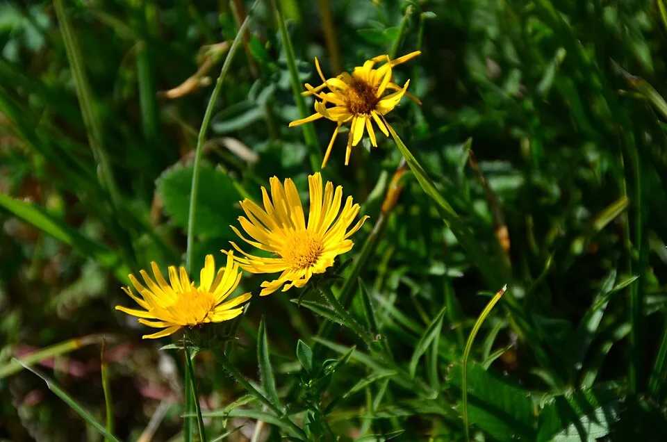 Kardlevelű peremizs / Inula ensifolia