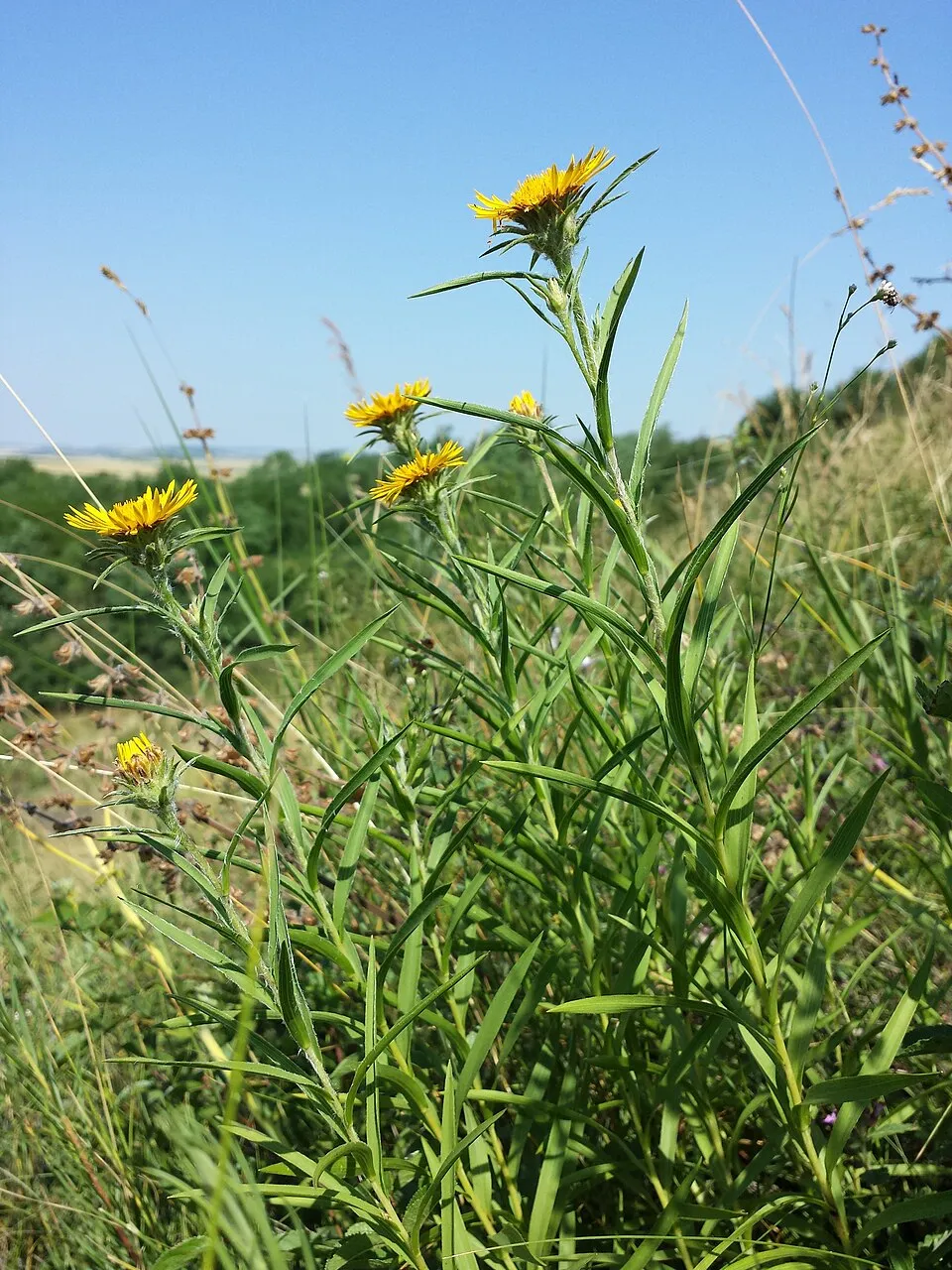 Kardlevelű peremizs / Inula ensifolia