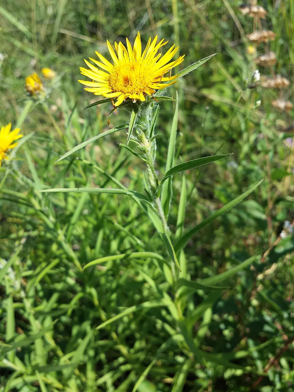 Kardlevelű peremizs / Inula ensifolia
