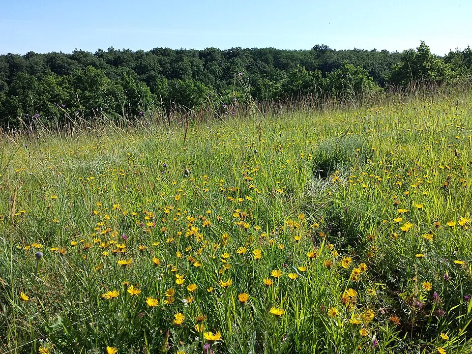 Kardlevelű peremizs / Inula ensifolia