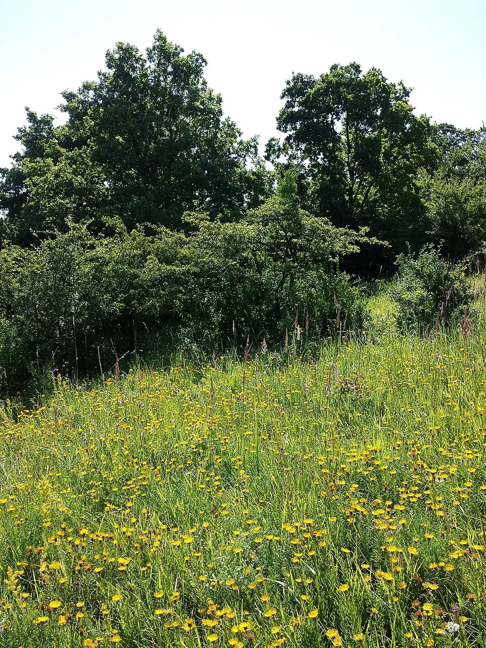 Kardlevelű peremizs / Inula ensifolia