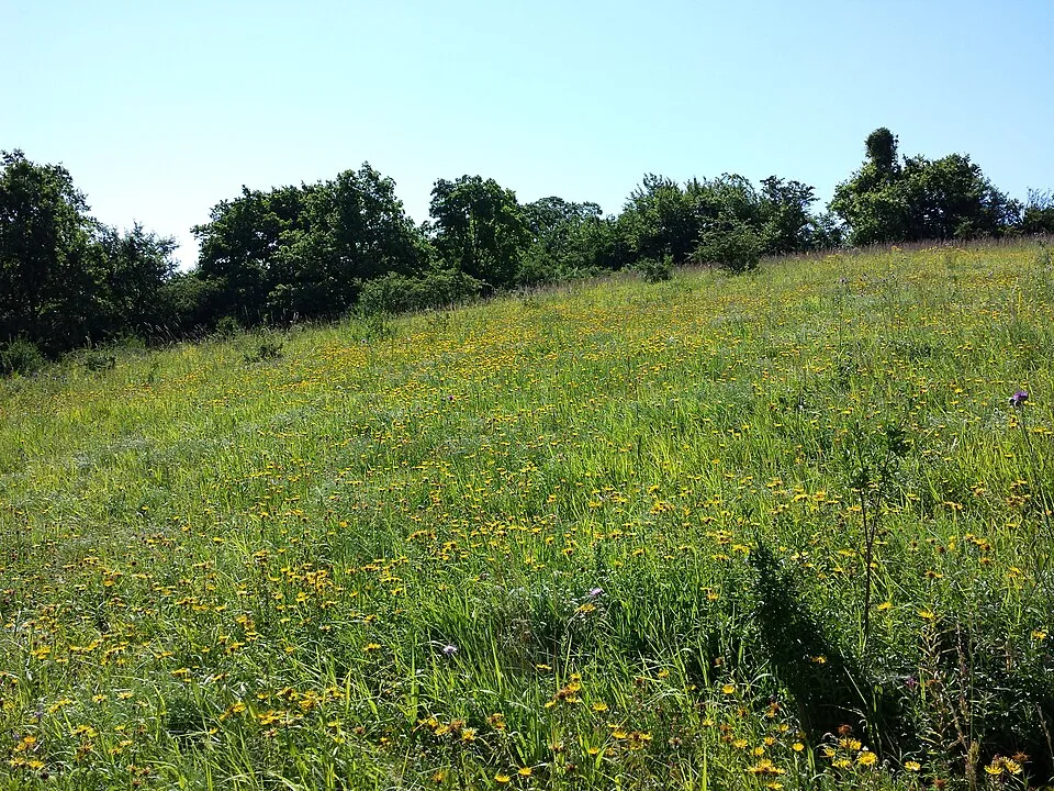 Kardlevelű peremizs / Inula ensifolia