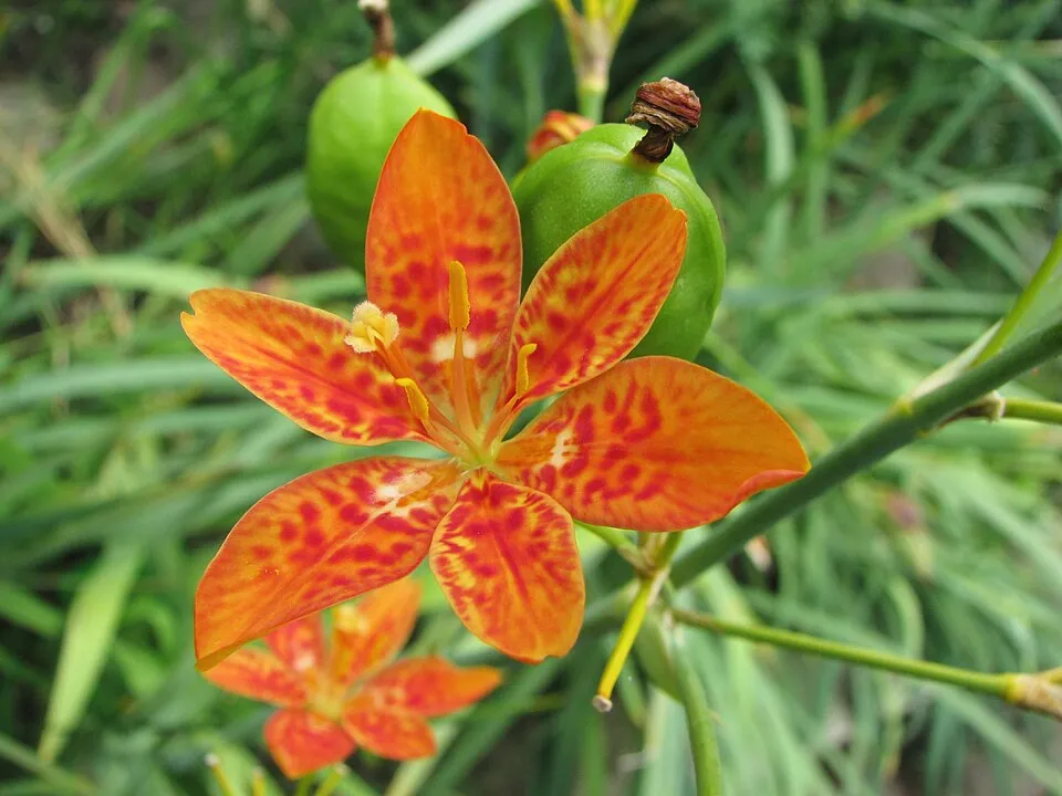 Leopárdliliom / Iris domestica (syn. Belamcanda chinensis)