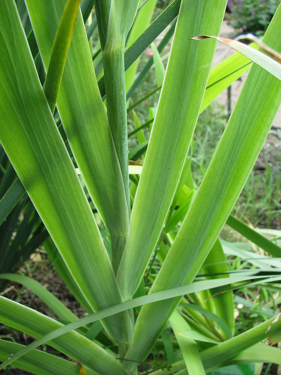 Leopárdliliom / Iris domestica (syn. Belamcanda chinensis)