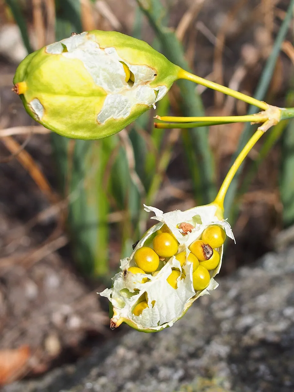 Leopárdliliom / Iris domestica (syn. Belamcanda chinensis)