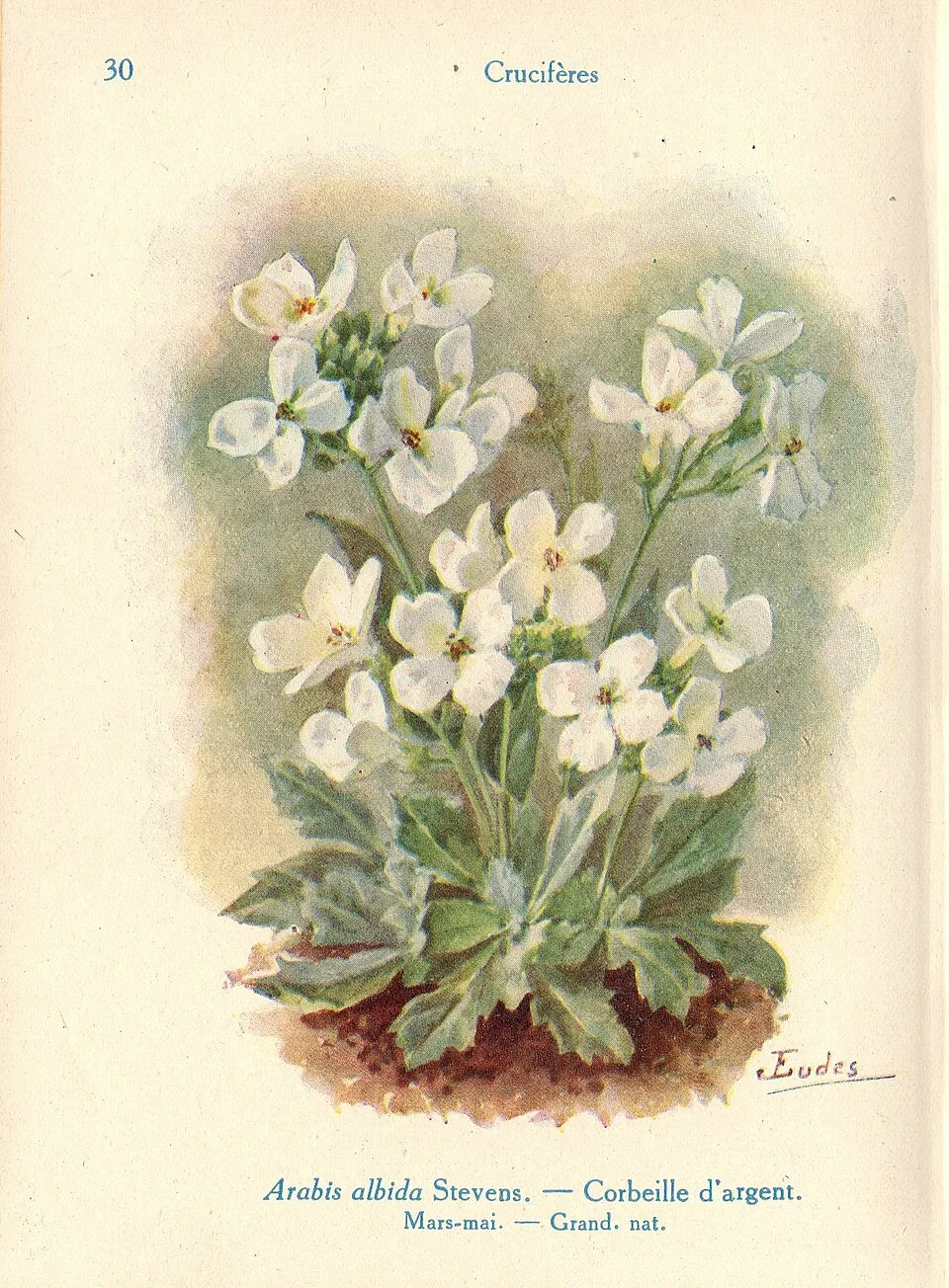 Kaukázusi ikravirág / Arabis caucasica LITTLE TREASURE 'White'